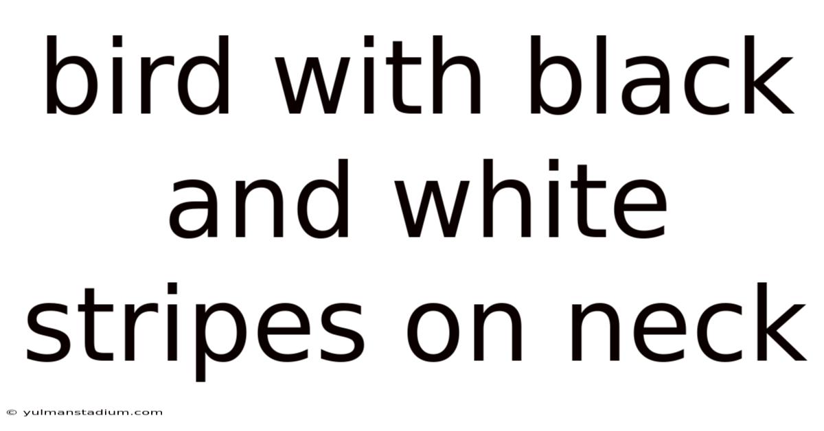 Bird With Black And White Stripes On Neck