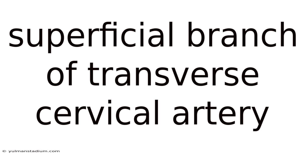 Superficial Branch Of Transverse Cervical Artery