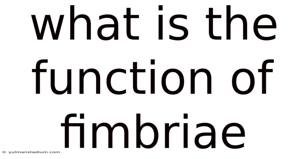 What Is The Function Of Fimbriae