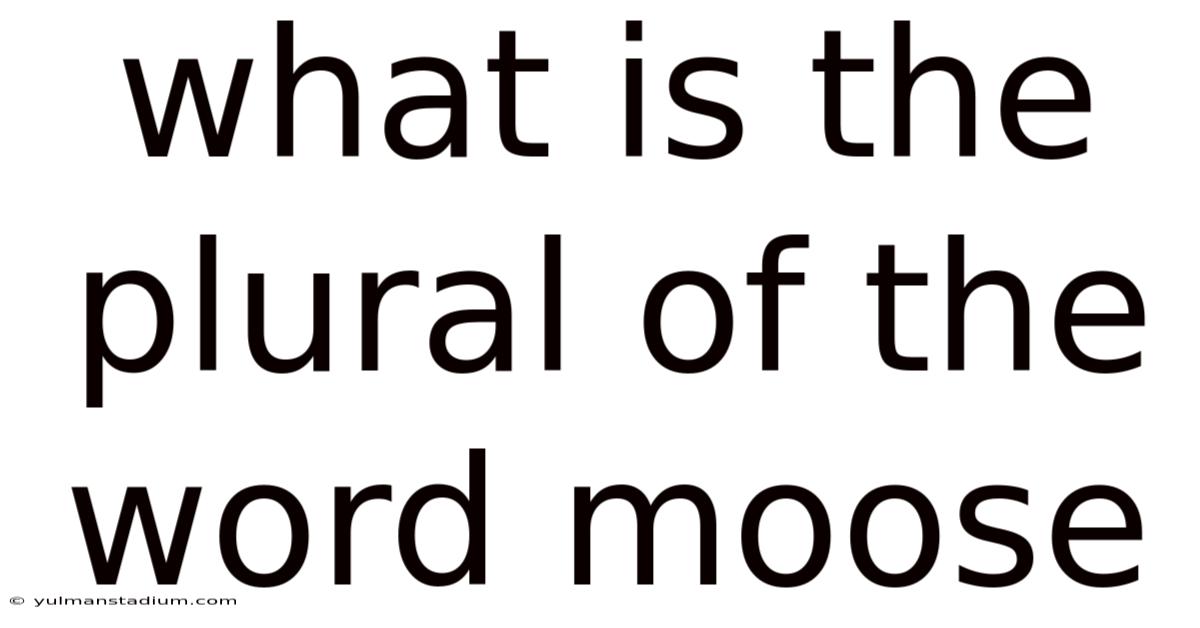 What Is The Plural Of The Word Moose