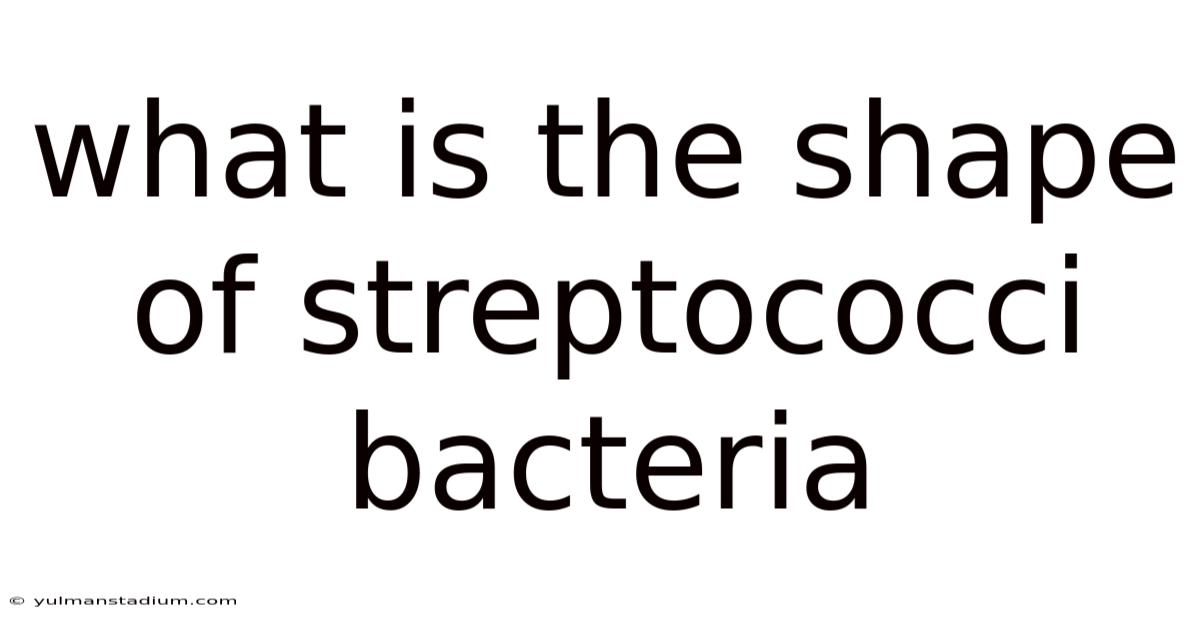 What Is The Shape Of Streptococci Bacteria