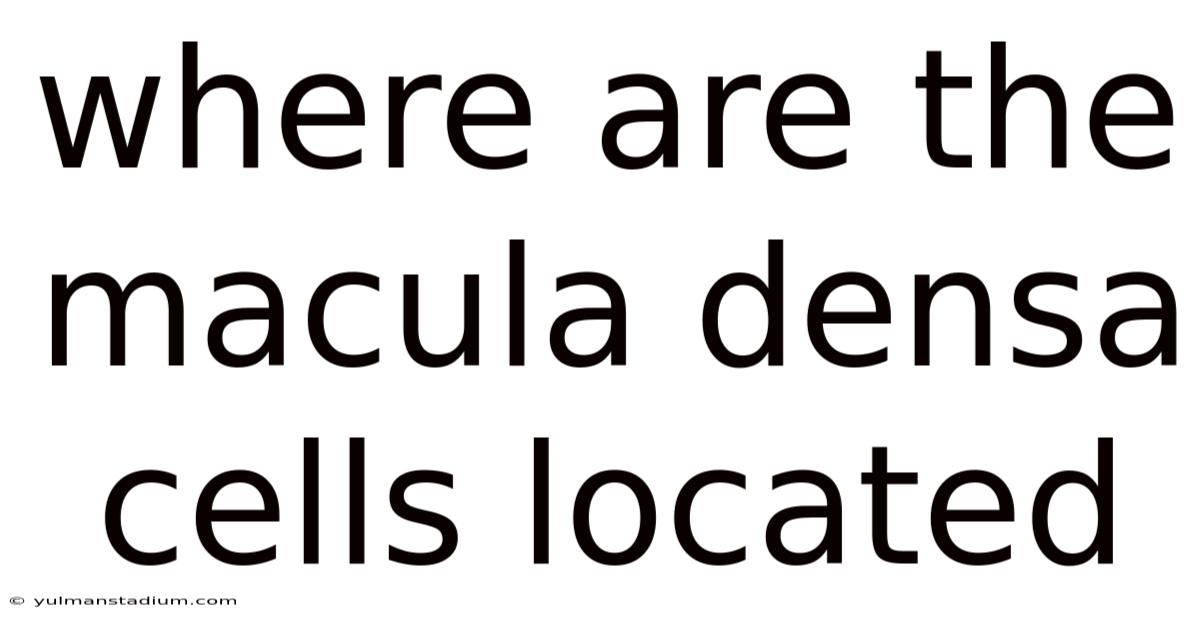 Where Are The Macula Densa Cells Located